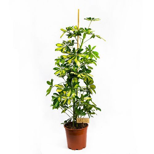 Шеффлера древесная Далтон Schefflera arboricola Dalton 105/21