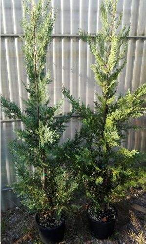 Кипарис Лейланда 100/125 Cupressocyparis leylandii 10л (И)