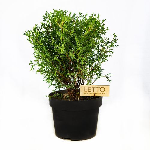 Туя западная Тини Тим Thuja occidentalis Tiny Tim 1л (Н)