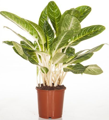 Аглаонема Мисс Джульетта Aglaonema Miss Juliette 55/17