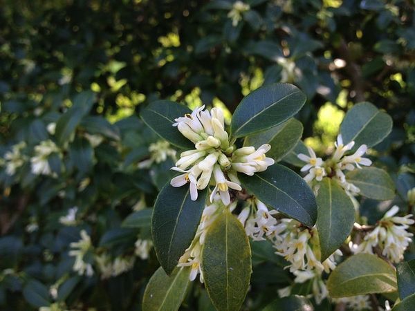 Османтус Бурквуда Osmanthus