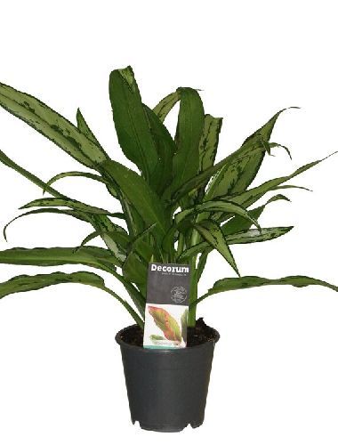 Аглаонема Кутласс Aglaonema Cutlass 35/12 (Н)