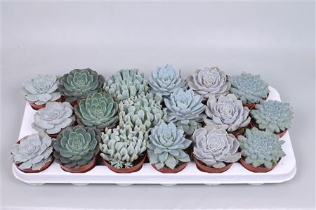 Эхеверия ледяной микс Echeveria ice mix 15/9