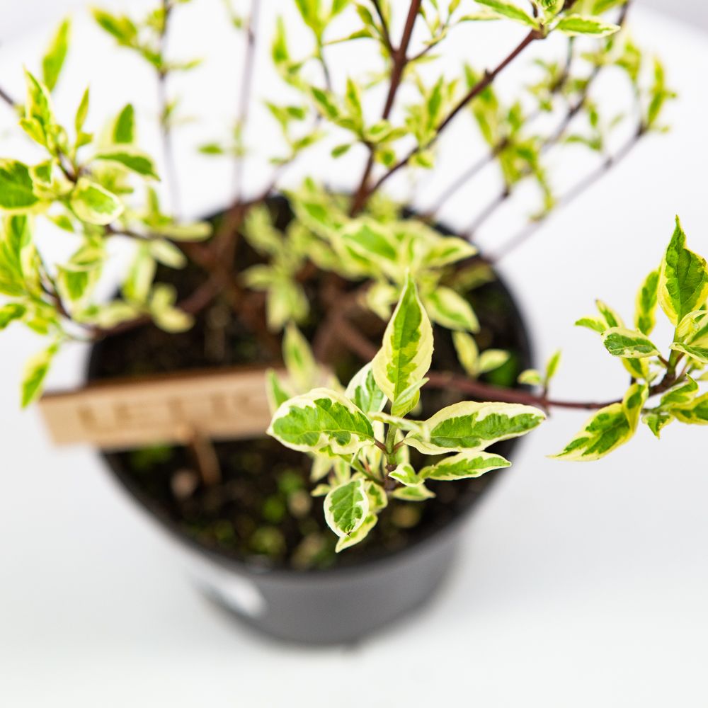 Дерен белый Элегантиссима Cornus alba Elegantissima 2л/3л (П) — саженцы  купить в интернет-магазине с доставкой по низкой цене