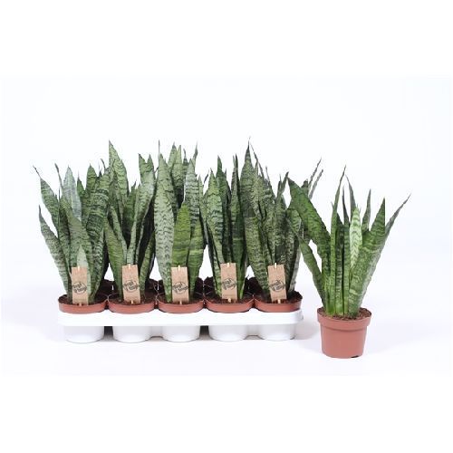 Сансевиерия зейланика Sansevieria zeylanica 45/14