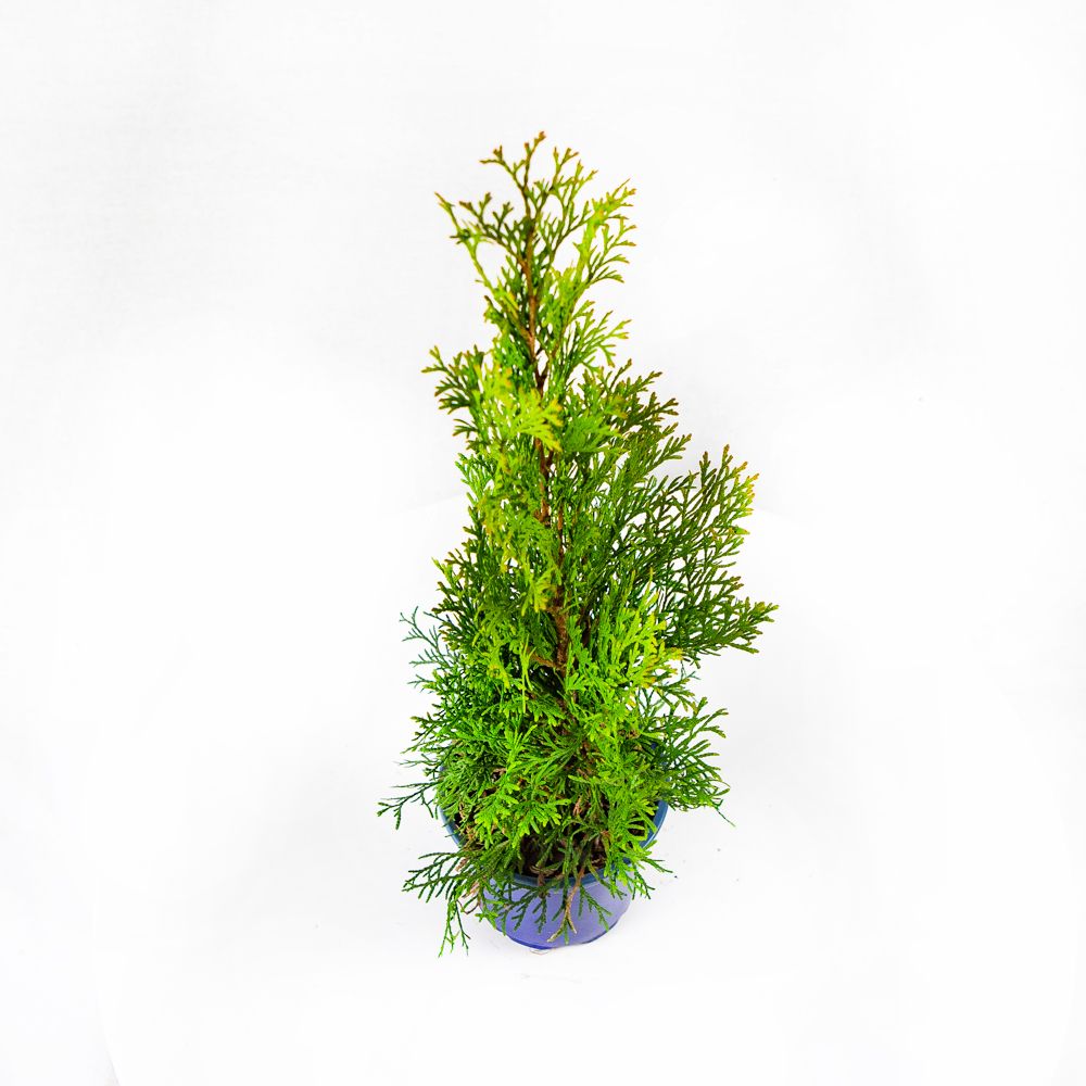 Туя западная Смарагд 40/50 Thuja occidentalis Smaragd 1л (Н) — саженцы  купить в интернет-магазине с доставкой по низкой цене