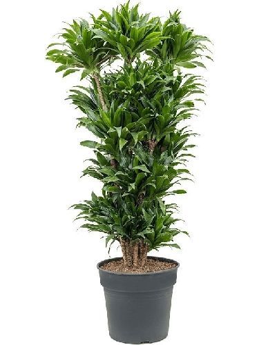 Драцена Компакта Dracaena Compacta 120-90-60-30 160/27