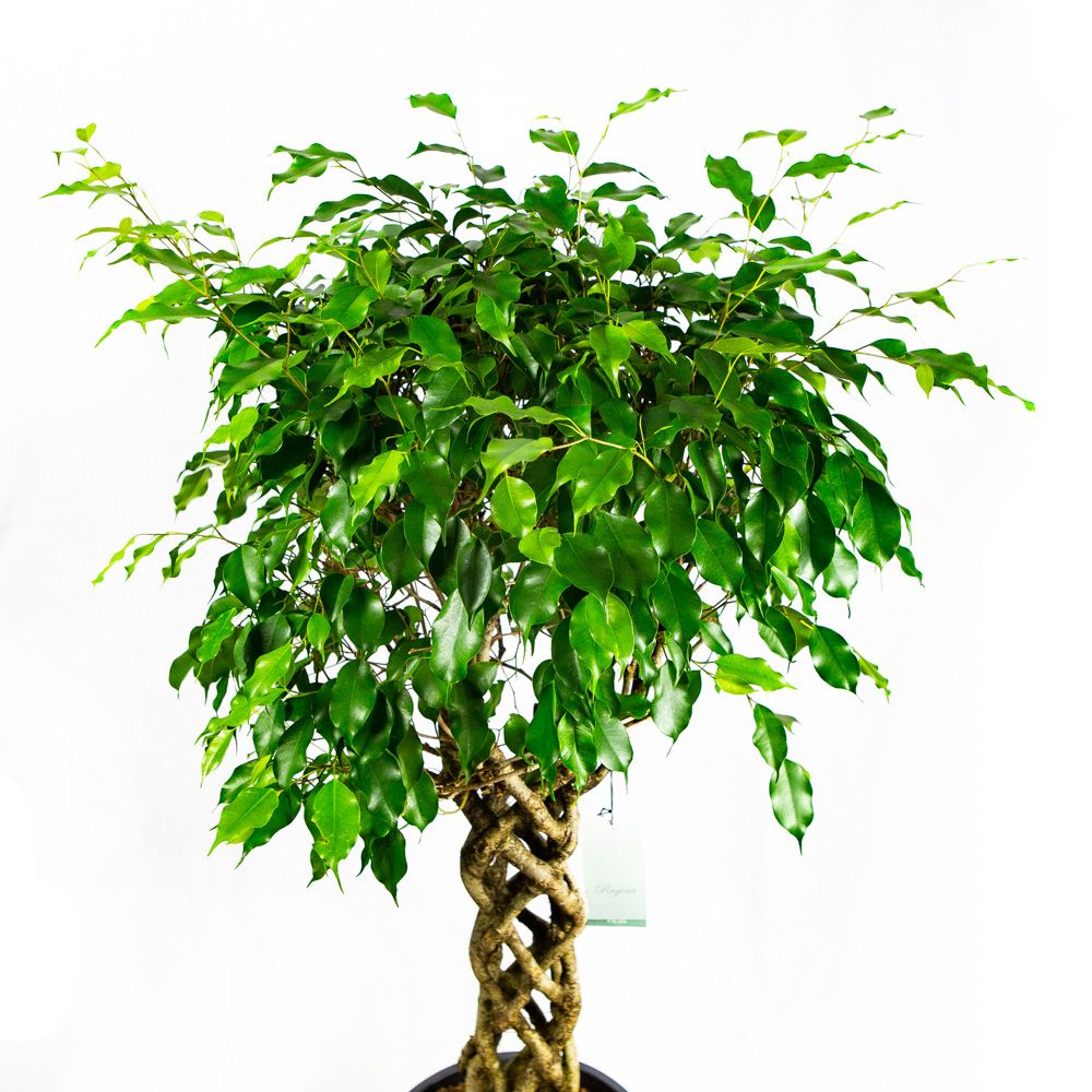 Фикус Бенджамина Экзотика труба Ficus benjamina Exotica tube 130/31 —  комнатное растение купить в интернет-магазине с доставкой по низкой цене