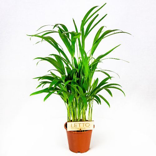 Дипсис желтоватый Dypsis lutescens 55/14