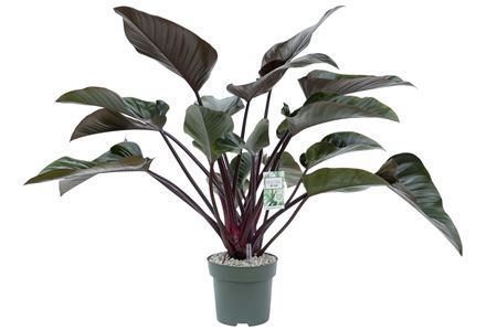 Филодендрон Ред Бьюти Philodendron Red Beauty 80/24