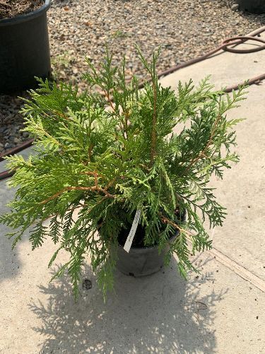 Туя западная Вудварди 20/25 Thuja occidentalis Woodwardii 2л/3л (ЗК)