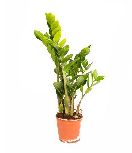 Замиокулькас замиелистный Zamioculcas zamiifolia 35/12