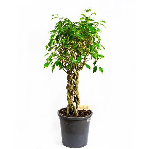 Фикус Бенджамина Экзотика труба Ficus benjamina Exotica tube 100/24 (Н)