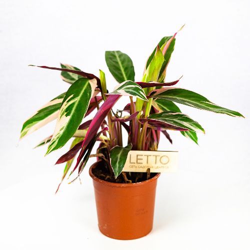 Калатея Триостар Calathea Triostar 36/14 (Н)