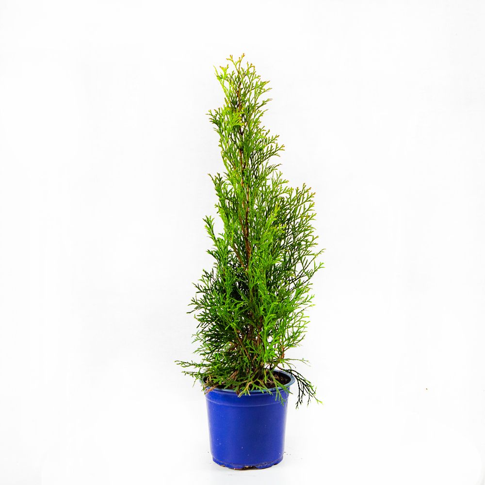 Туя западная Смарагд 40/50 Thuja occidentalis Smaragd 1л (Н) — саженцы  купить в интернет-магазине с доставкой по низкой цене