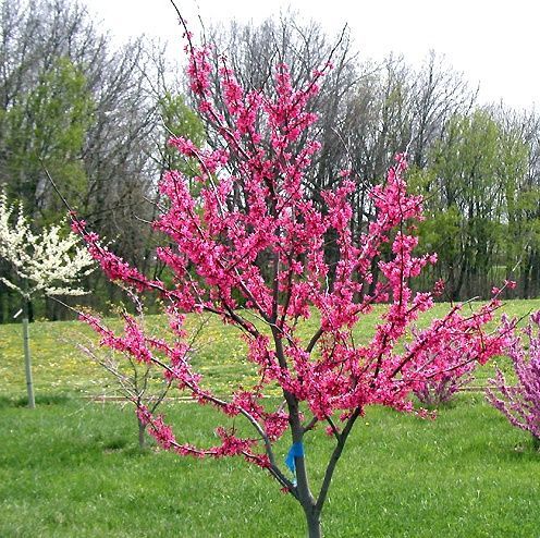 Церцис европейский 10/12 Cercis siliquastrum 70л (И)