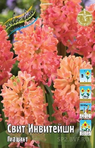 Гиацинт Свит Инвитейшн Hyacinthus Sweet Invitation 14/15 1шт, капер, Колорлайн