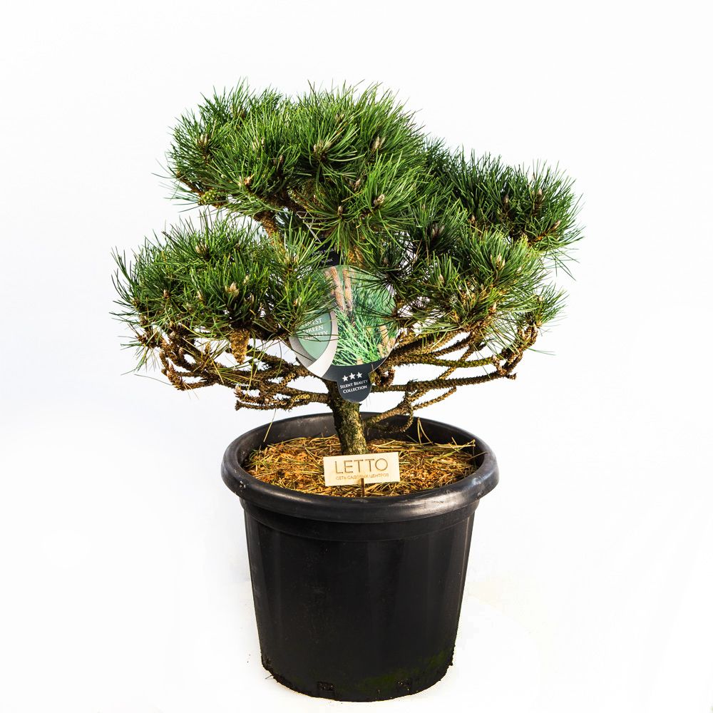 Сосна черная Нана Pinus nigra Nana 30л (Н) — саженцы купить в  интернет-магазине с доставкой по низкой цене