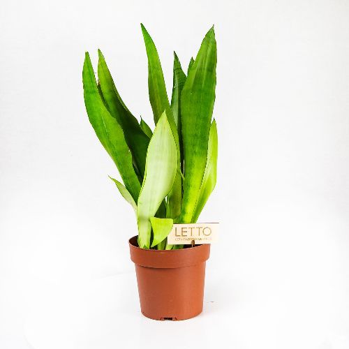 Сансевиерия Муншайн Sansevieria Moonshine 50/17