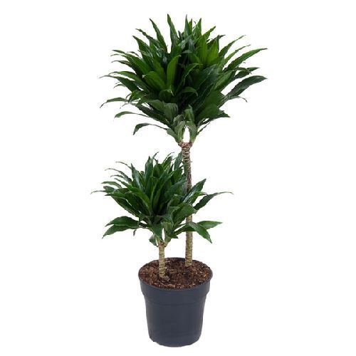 Драцена Компакта Dracaena Compacta 45-15 80/19