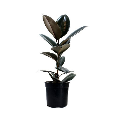 Фикус каучуконосный Найроби на штамбе Ficus elastica Nairobi on stem 65/17 (Н)