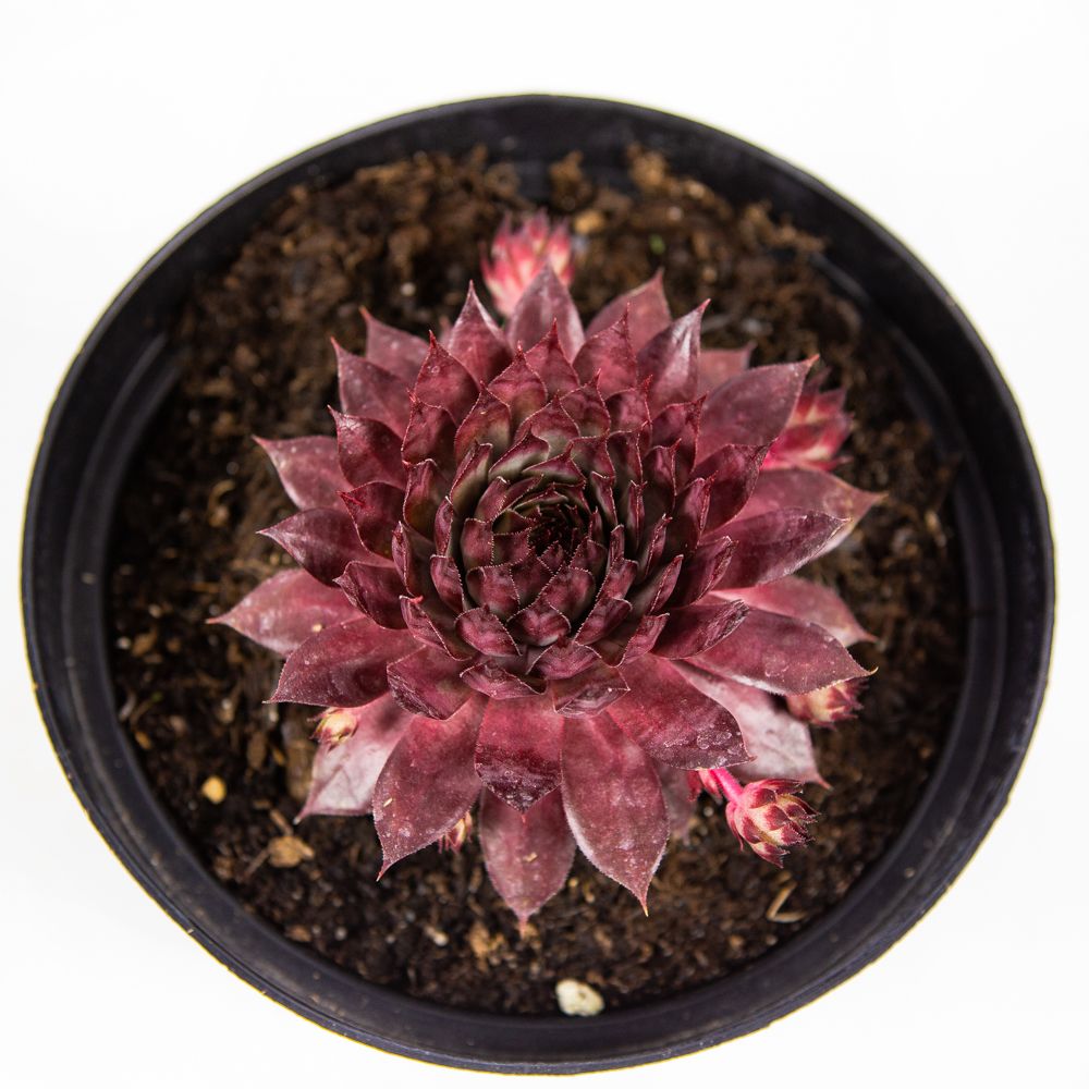 Молодило микс Sempervivum mix /17 — саженцы купить в интернет-магазине с  доставкой по низкой цене