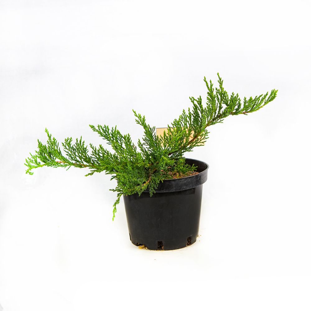 Можжевельник казацкий Тамарисцифолия Juniperus sabina Tamariscifolia 3л —  саженцы купить в интернет-магазине с доставкой по низкой цене