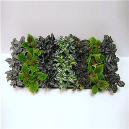 Пилея микс Pilea mix 12/8