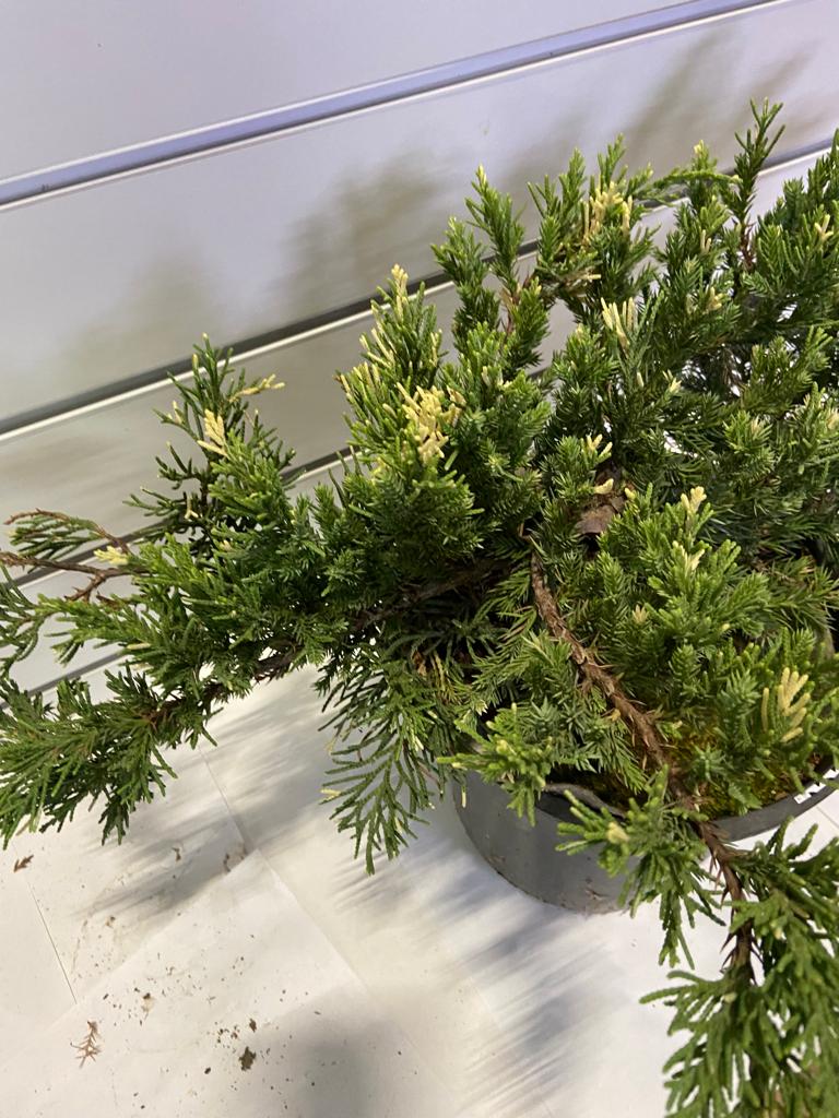 Можжевельник китайский Экспанса Ауреоспиката Juniperus chinensis Expansa  Aureospicata 10л (ЗК) — саженцы купить в интернет-магазине с доставкой по  низкой цене