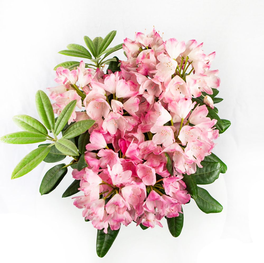 Рододендрон МИКС СОРТОВ 9лт 50/70 Rhododendron MIX VARIETES (И) — саженцы  купить в интернет-магазине с доставкой по низкой цене