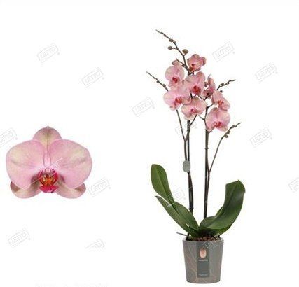 Фаленопсис | Phalaenopsis orchid care, Phalaenopsis orchid, Orchids