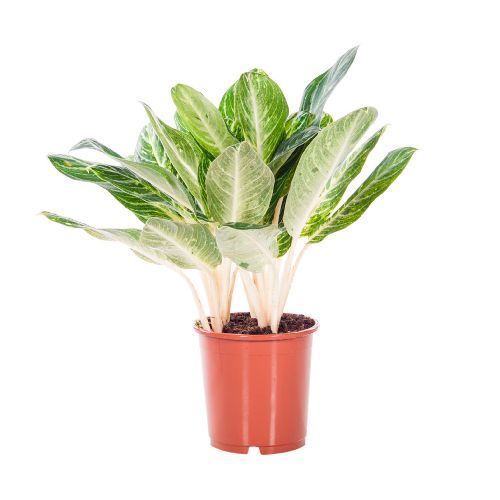 Аглаонема Вайт Лайм Aglaonema White Lime 70/26 (Н)