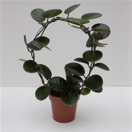 Хойя южная дуга Hoya australis bow 45/12