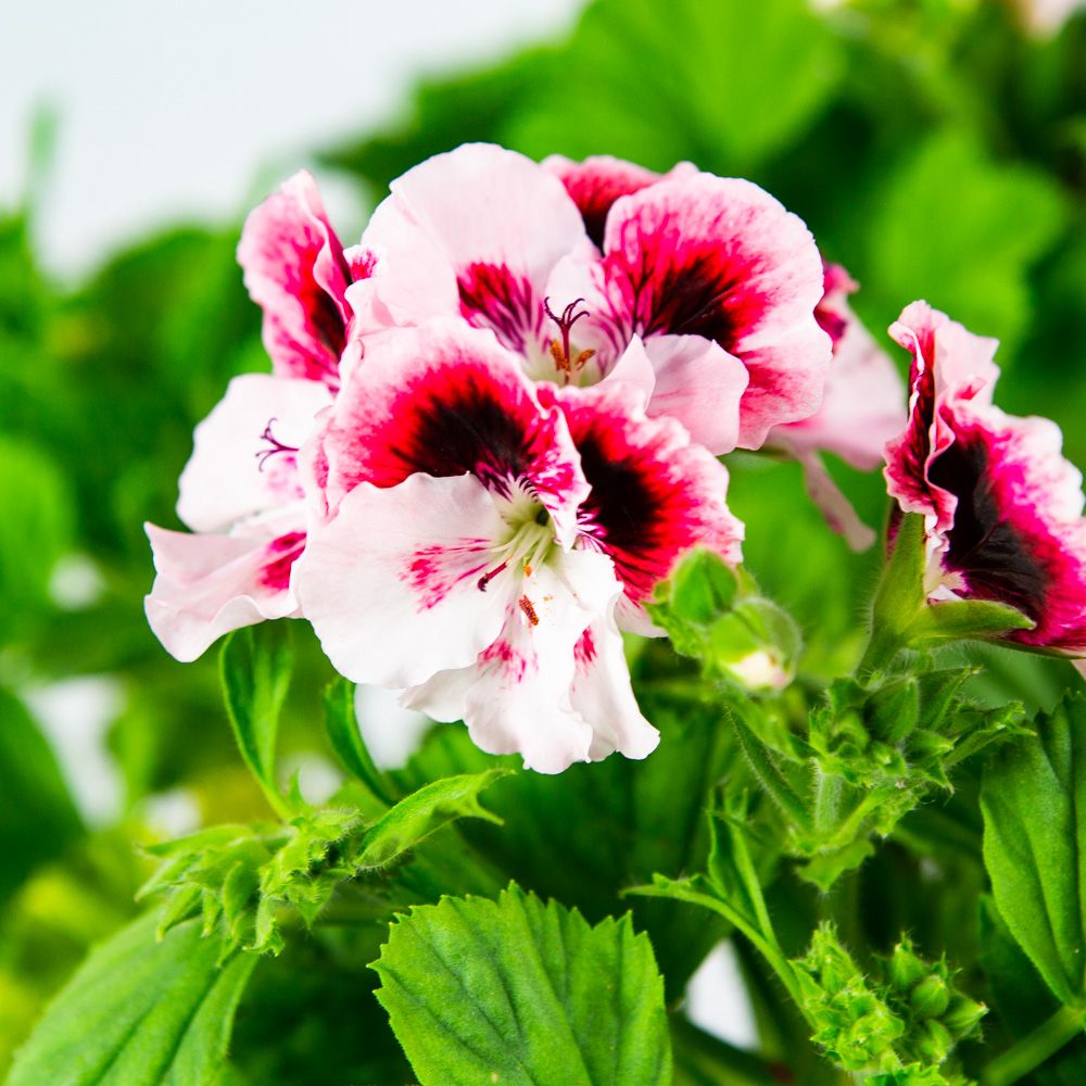 Пеларгония королевская Pelargonium x domesticum/17 — комнатное растение  купить в интернет-магазине с доставкой по низкой цене