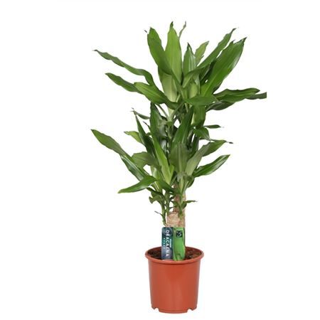 Драцена Коаст Голден Dracaena Coast Golden 45-20 75/17