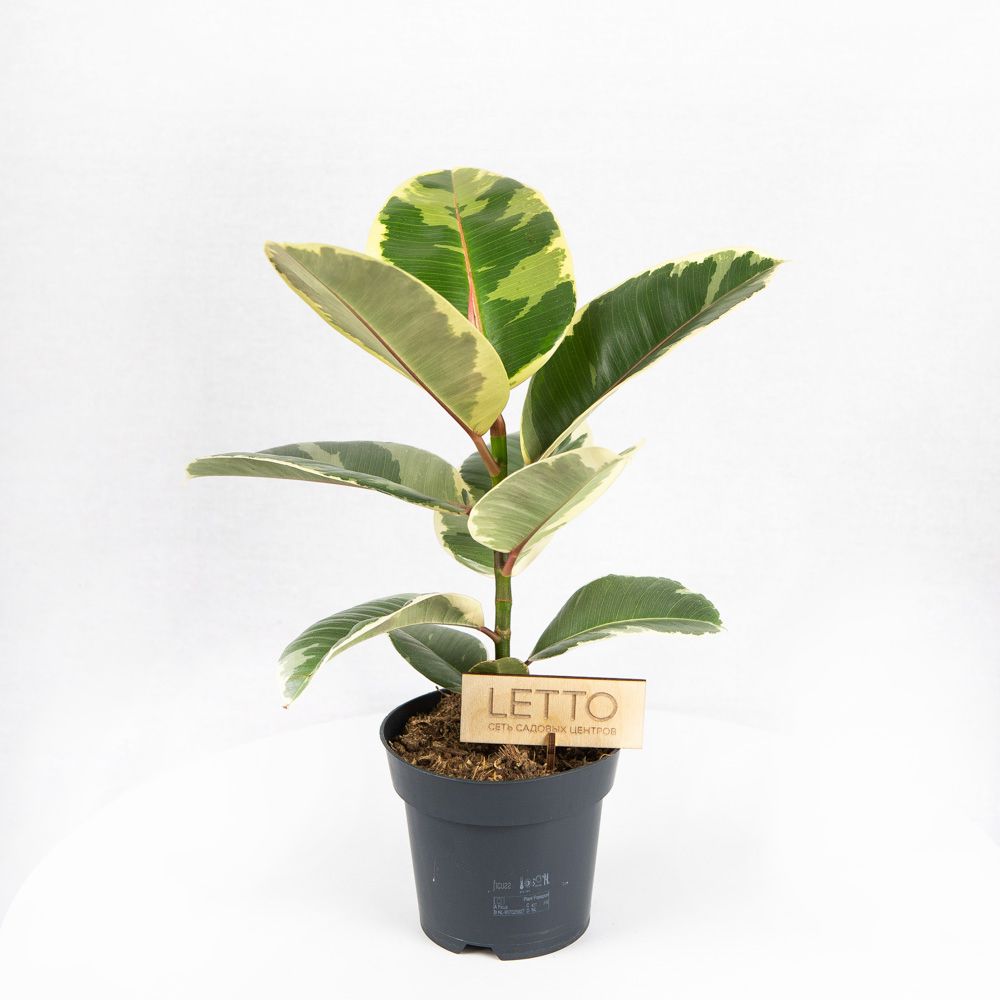 Фикус каучуконосный Тинеке Ficus elastica Tineke 80/21 — комнатное растение  купить в интернет-магазине с доставкой по низкой цене