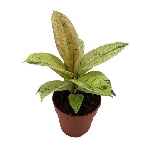 Фикус каучуконосный Шривериана Ficus elastica Schrijveriana 30/12 (Н)