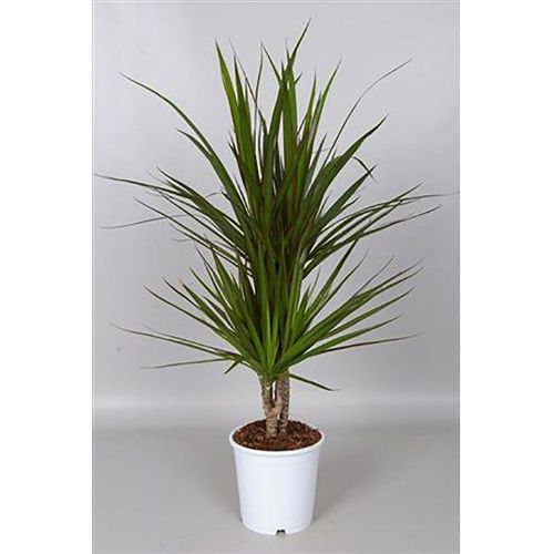 Драцена окаймленная Dracaena marginata Bicolor 30-10 75/17