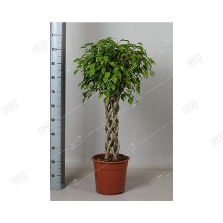 Фикус Бенджамина Экзотика труба Ficus benjamina Exotica tube 110/27 ...