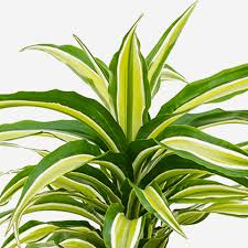 Драцена Артуро Dracaena Arturo 60-30-15 110/21 (Н)