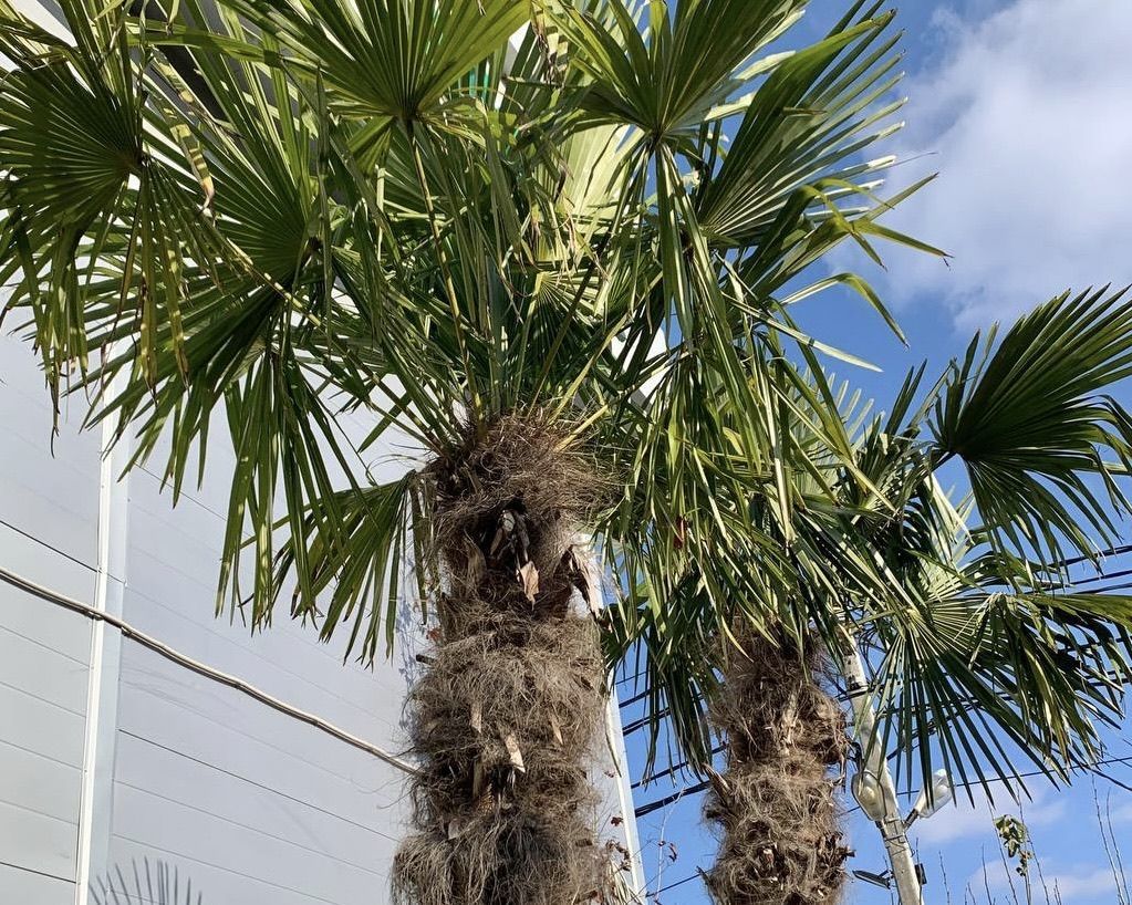 летняя пальма на ходулях дала урожай в 