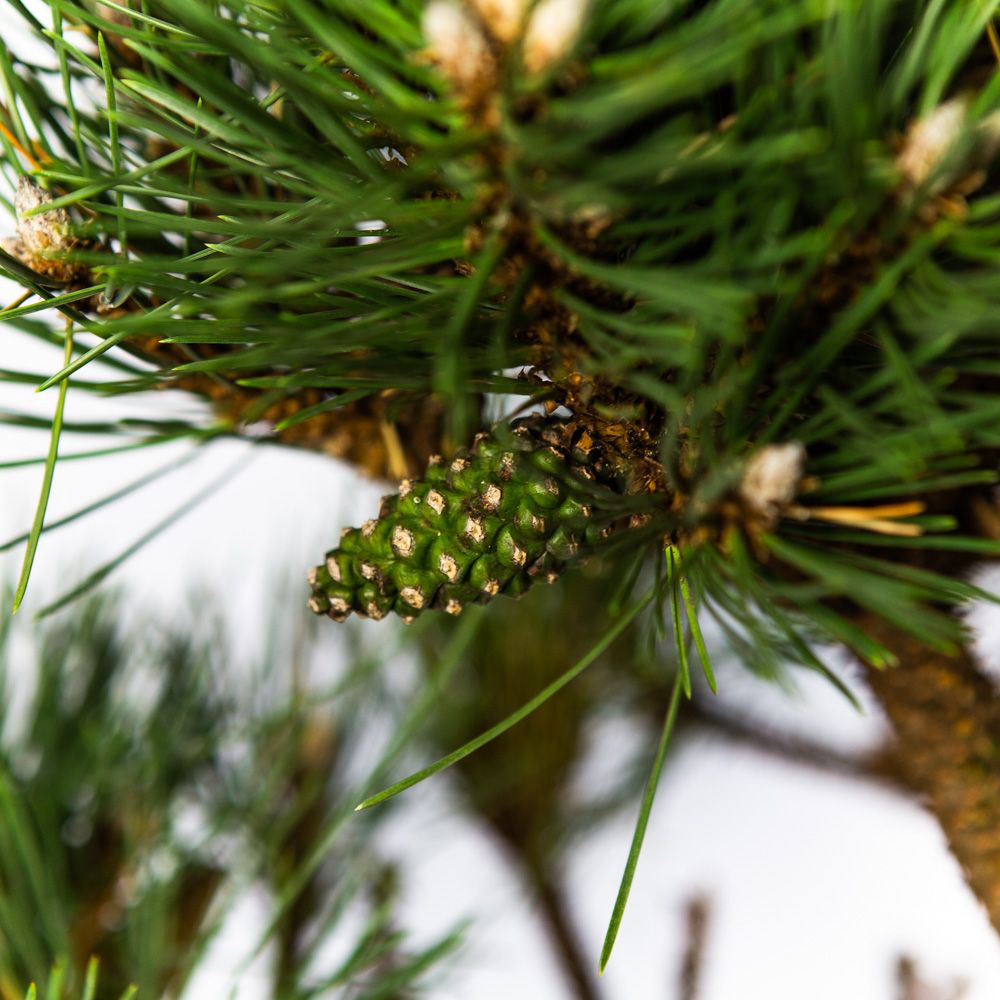 Сосна черная Нана Pinus nigra Nana 30л (Н) — саженцы купить в  интернет-магазине с доставкой по низкой цене