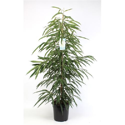 Фикус биннендийка Али Ficus binnendijki Alii 145/27