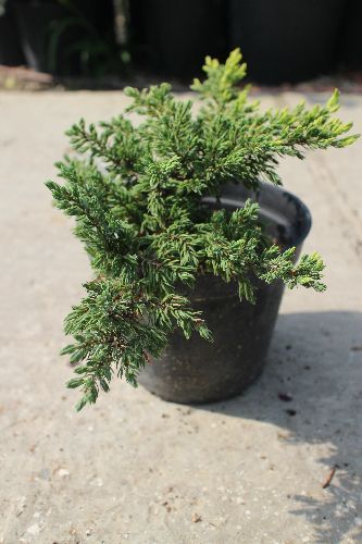 Можжевельник обыкновенный Голдшатц Juniperus communis Goldschatz 2л/3л (ЗК)