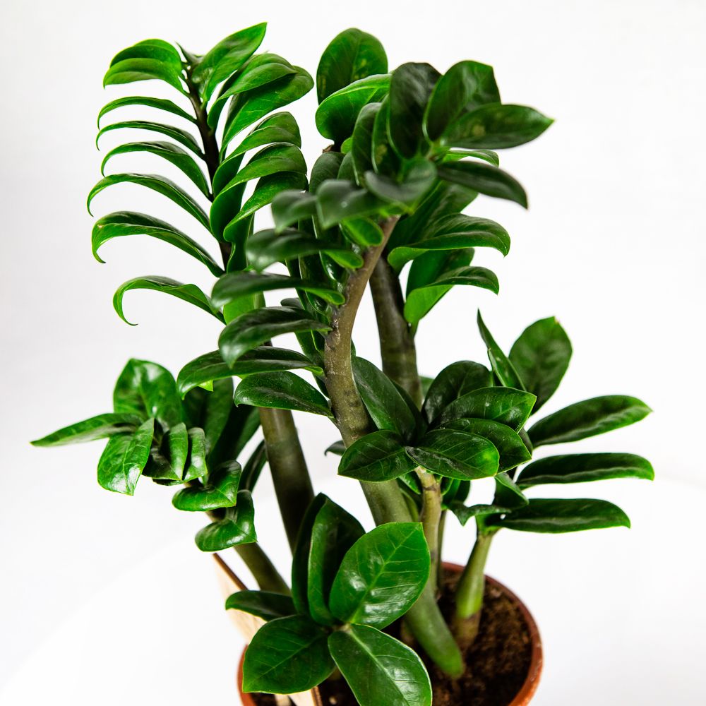 Замиокулькас Зензи Zamioculcas Zenzi 4+ 40/14 — комнатное растение купить в  интернет-магазине с доставкой по низкой цене