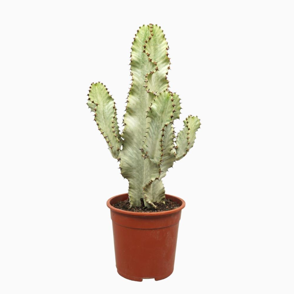 Молочай великий Вариегата Euphorbia ingens Variegata 120/24 — комнатное  растение купить в интернет-магазине с доставкой по низкой цене