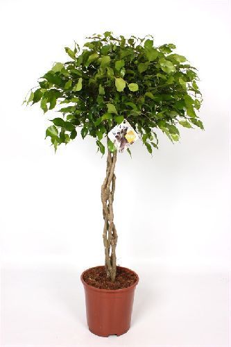 Фикус Бенджамина Экзотика переплетенный Ficus benjamina Exotica twisted stem 180/40