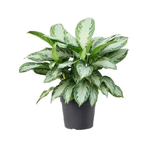 Аглаонема Сильвер Бей Aglaonema Silver Bay 3pp 50/21 (Н)