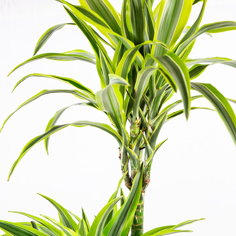 Драцена Лемон Лайм Dracaena Lemon Lime 120-90-60-30 170/27 — комнатное  растение купить в интернет-магазине с доставкой по низкой цене