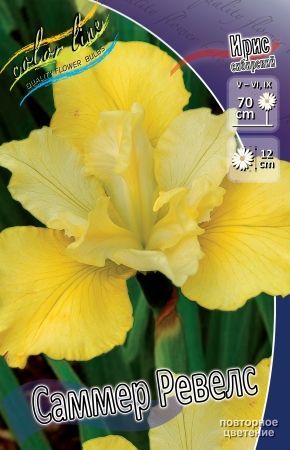 Ирис Сибирский Саммер Ревелс Iris sibirica Summer Revels I 1шт, капер, Колорлайн